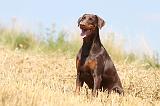 DOBERMANN 997